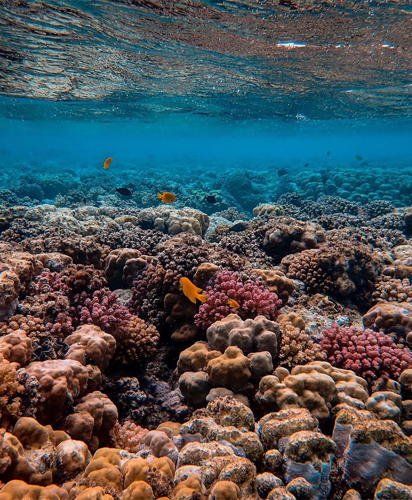 How to reduce your impact on coral reefs while wearing sunscreen