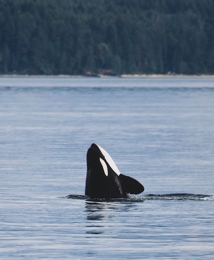 Celebrating World Orca Day with Orca Conservancy
