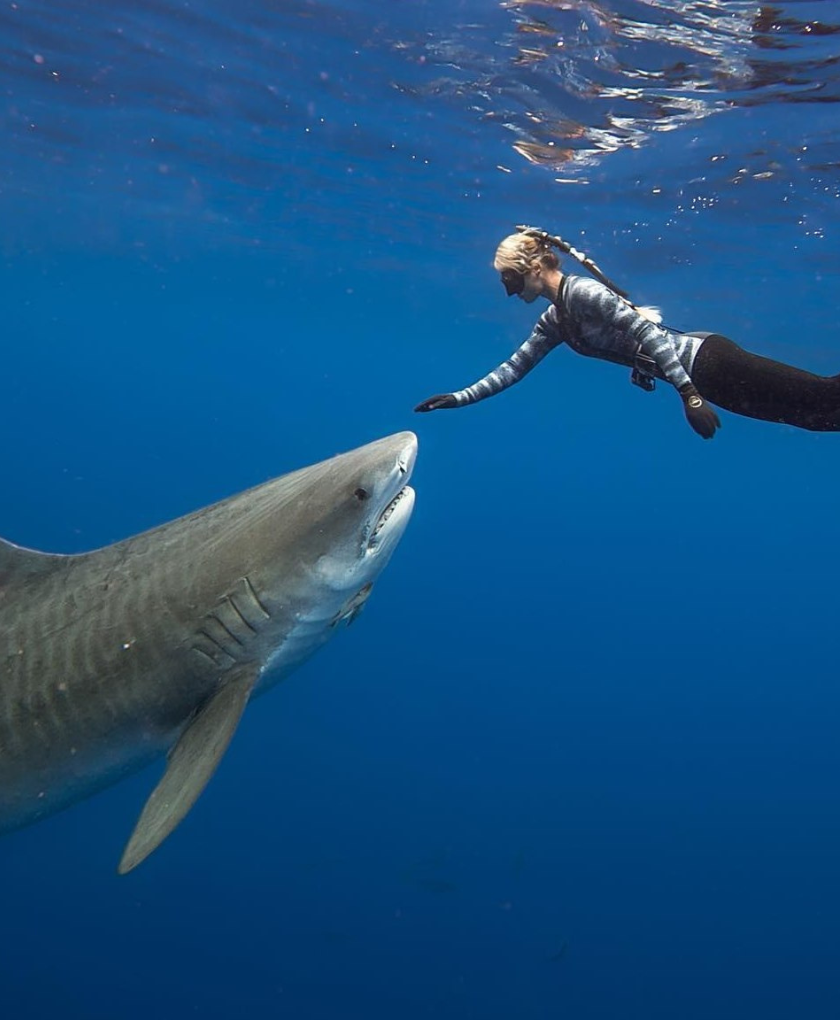 Ocean Ramsey is presented to us as a veritable mermaid who spends much of her time underwater, doing research and advocacy for protecting sharks