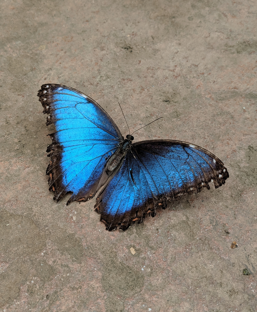 Cypris Materials uses the blue morpho butterfly for inspiration in the development of their colour coating technology.
