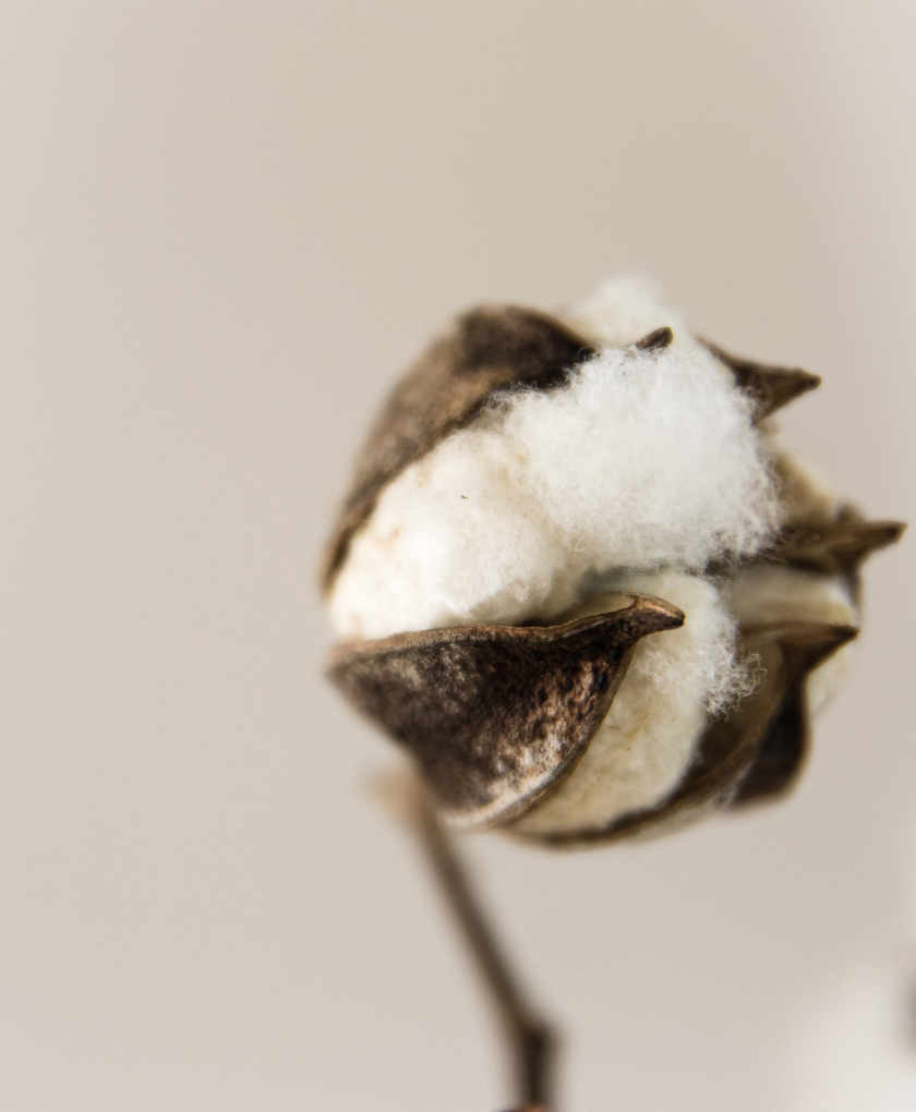 Difference between cotton and organic cotton