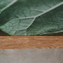 Canvas art Rhubarb leaves in wooden frame, photo by Anna Maskava